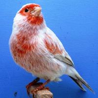 Canary Colorbred (www.birdshome.info)