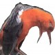 Penyebab burung “membisu”