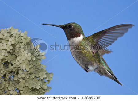Burung colibri atau kolibri (Foto: http://www.shutterst