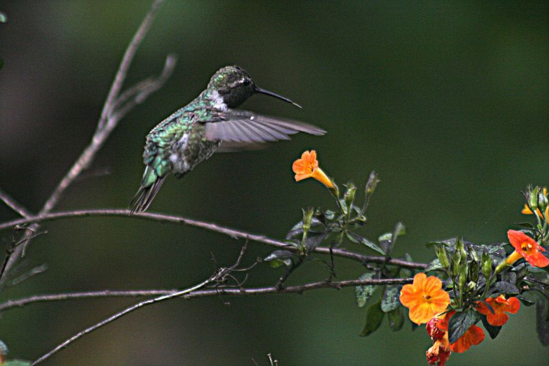 Gambar Kolibri