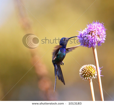 Galeri gambar kolibri atau hummingbird. Sumber foto: ht