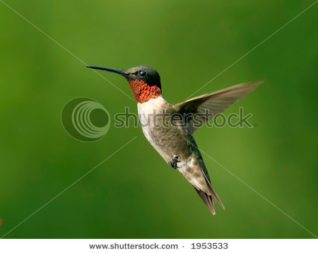 Galeri gambar kolibri atau hummingbird. Sumber foto: ht