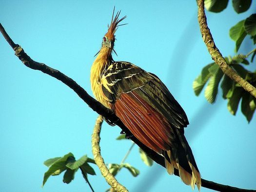 Hoatzin Hoatzin (burung dengan bau khas "kotoran")