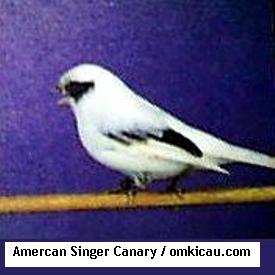 Amercan Singer Canary2