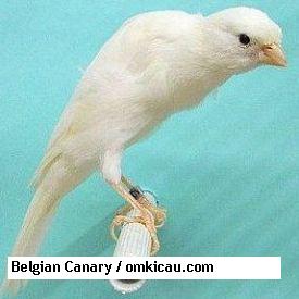 Belgian Canary