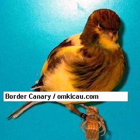 Border Canary