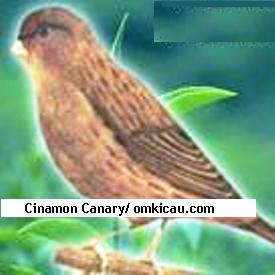 Cinamon Canary