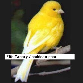 Fife Canary