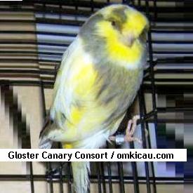 Gloster Canary Consort