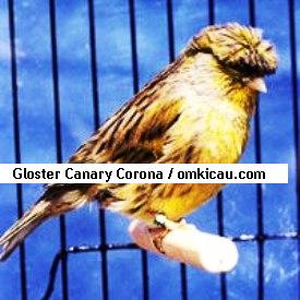 Gloster Canary Corona2