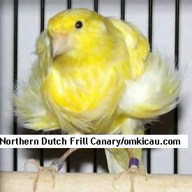 Northern Dutch Frill Canary