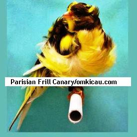 Parisian Frill Canary