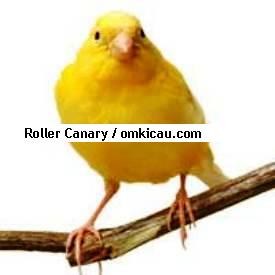 Roller Canary