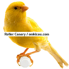 Roller Canary2