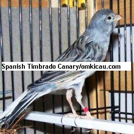 Spanish Timbrado Canary (blue)