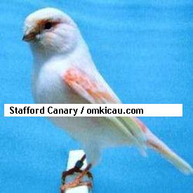 Stafford Canary