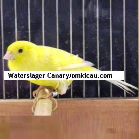 Waterslager Canary