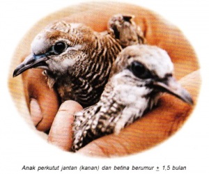 February 2012 ~ Kicau Burung Lokal Indonesia