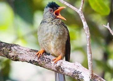 Jenis Jenis Burung Berkicau Kicauku | Genuardis Portal