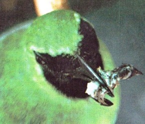 burung cucak hijau atau cucak ijo chloropsis sonnerati 