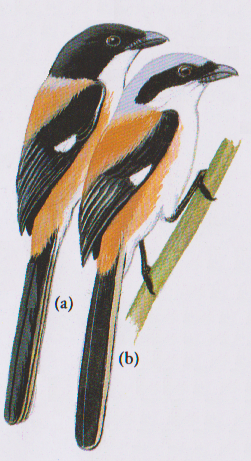 Burung pentet atau cendet dari dua habitat yang berbeda