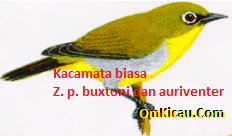 Gambar Burung Kacamata biasa Zp buxtoni dan auriventer
