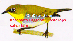 Gambar Burung Kacamata Enggano Zozterops salvadorii