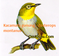 Burung kacamata gunung atau Zosterops montanus