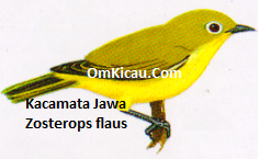 Gambar Burung Kacamata Jawa Zosterops flaus