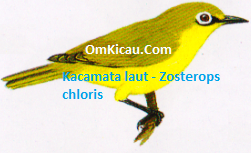 Gambar Burung Kacamata Laut Zosterops chloris
