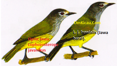 Jenis-jenis burung kacamata dan opior © Om Kicau | KLU