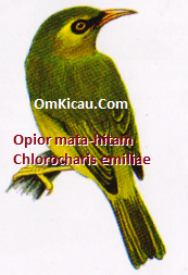 Gambar Burung Opior mata-hitam atau Chlorocharis emiliae