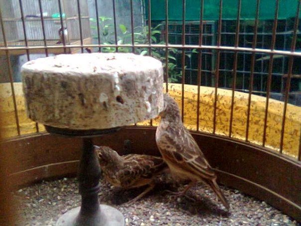 Kawin 4 - Burung branjangan di padepokan Gampit Om Ari Suprawadi