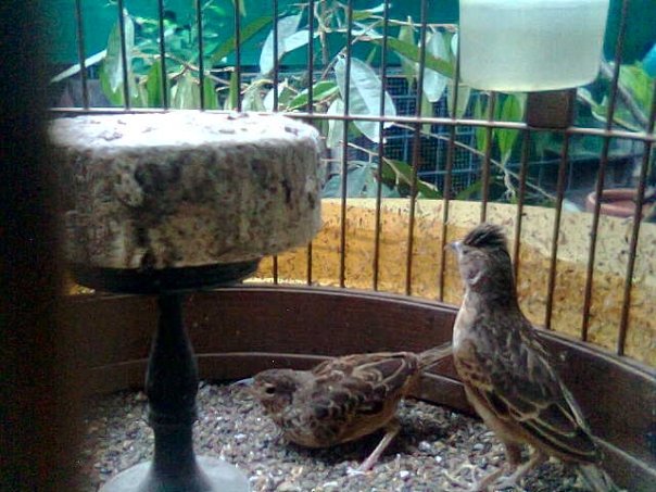 Kawin 5 - Burung branjangan di padepokan Gampit Om Ari Suprawadi