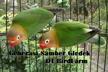 Dua anakan burung lovebird Samber Gledek DT Birdfarm
