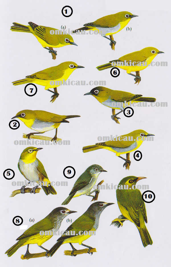 Jenis-jenis burung kacamata atau pleci dan opior di Indonesia