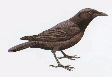 Burung gagak hutan atau Corvus ema