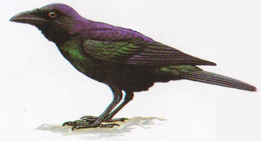 Burung gagak kampung atau Corvus macrorhynchos