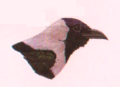 Burung gagak rumah corvus splemlens, Tengkuk dan dada keabu-abuan. Pernah ditemukan di Kep. Krakatau