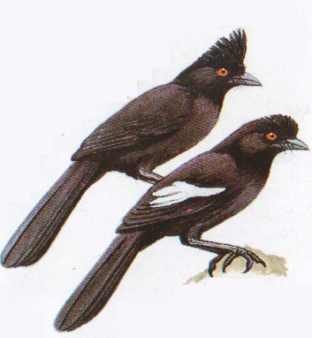 Burung tangkar kambing atau Platysmums leucoptems. Kiri - PI. aterrimus asal Kalimantan dan kanan adalah PI. leucopterus asal Sumatera