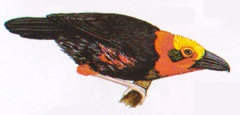 Burung tiong-batu Kalimantan atau Pityriasis gymnocephala. Paruh sangat besar dan berkait. Kepala berwarna warni terang. Jantan tanpa warna merah pada sisi lambung