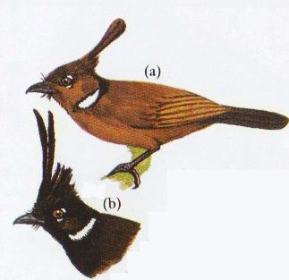 Burung cililin si tangkar ongklet, hitam atau coklatkah