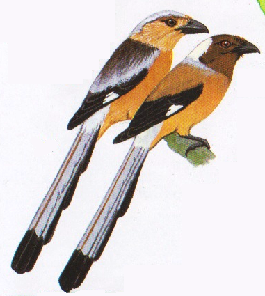 Kanan - Burung tangkar-uli Sumatera atau Dendrocitta occipitalis. Kiri Tangkar-uli Kalimantan atau Dendrocitta cinarescens