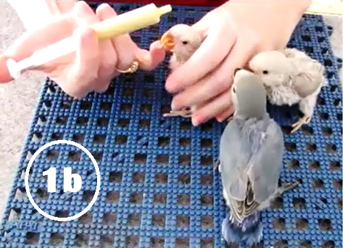 3-Gunakan jari manis kanan untuk membantu memposisikan paruh burung menempel ke ujun spet