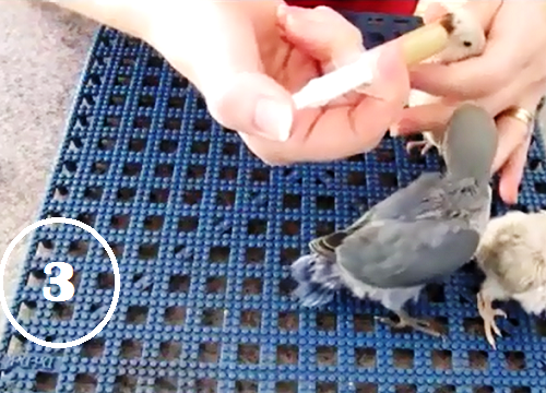 5-Sambil menahan kepala lovebird, suntikkan makanan di dalam spet