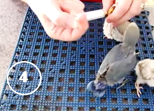7-Lepaskan spet kosong dan lepas juga kepala lovebird sekalian mengusap makanan yang tumpah di sisi kanan-kiri paruh