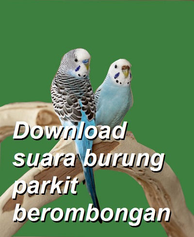Download suara burung parkit berombngan