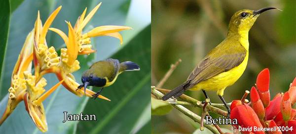 kolibri sriganti jantan dan betina