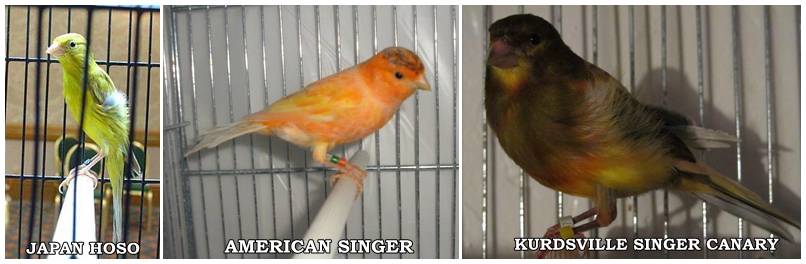 SILANGAN ANTARA JAPAN HOSO X AMERICAN SINGER MENGHASILKAN YANG DISEBUT KENARI KURDSVILLE