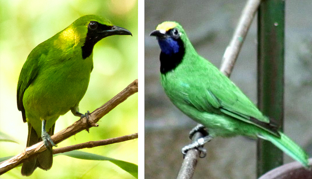 Perbedaan cucak hijau kepala kuning.(kanan) dan cucak hijau.